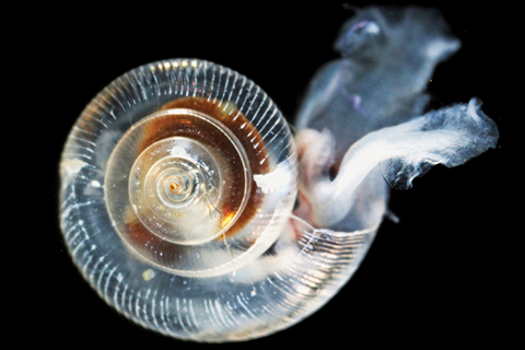 Ocean acidity dissolving tiny snails’ protective shell