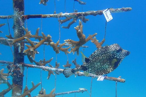Fish swimming past coral tree