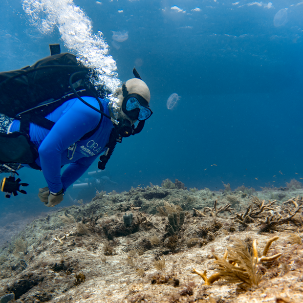 Phanor Montoya-Maya diving coral