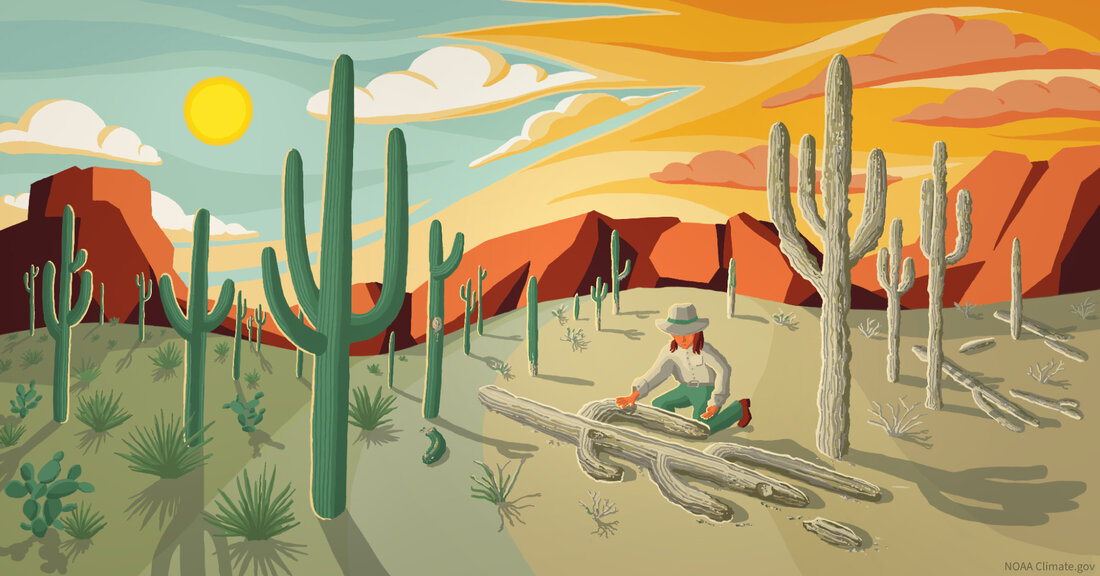 Drawing illustrating healthy versus dying Saguaro cactus with vivid sunset in background