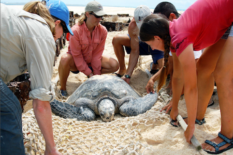 Rising Sea Levels Threaten Hawaiian Sea Turtles' Nesting Sites