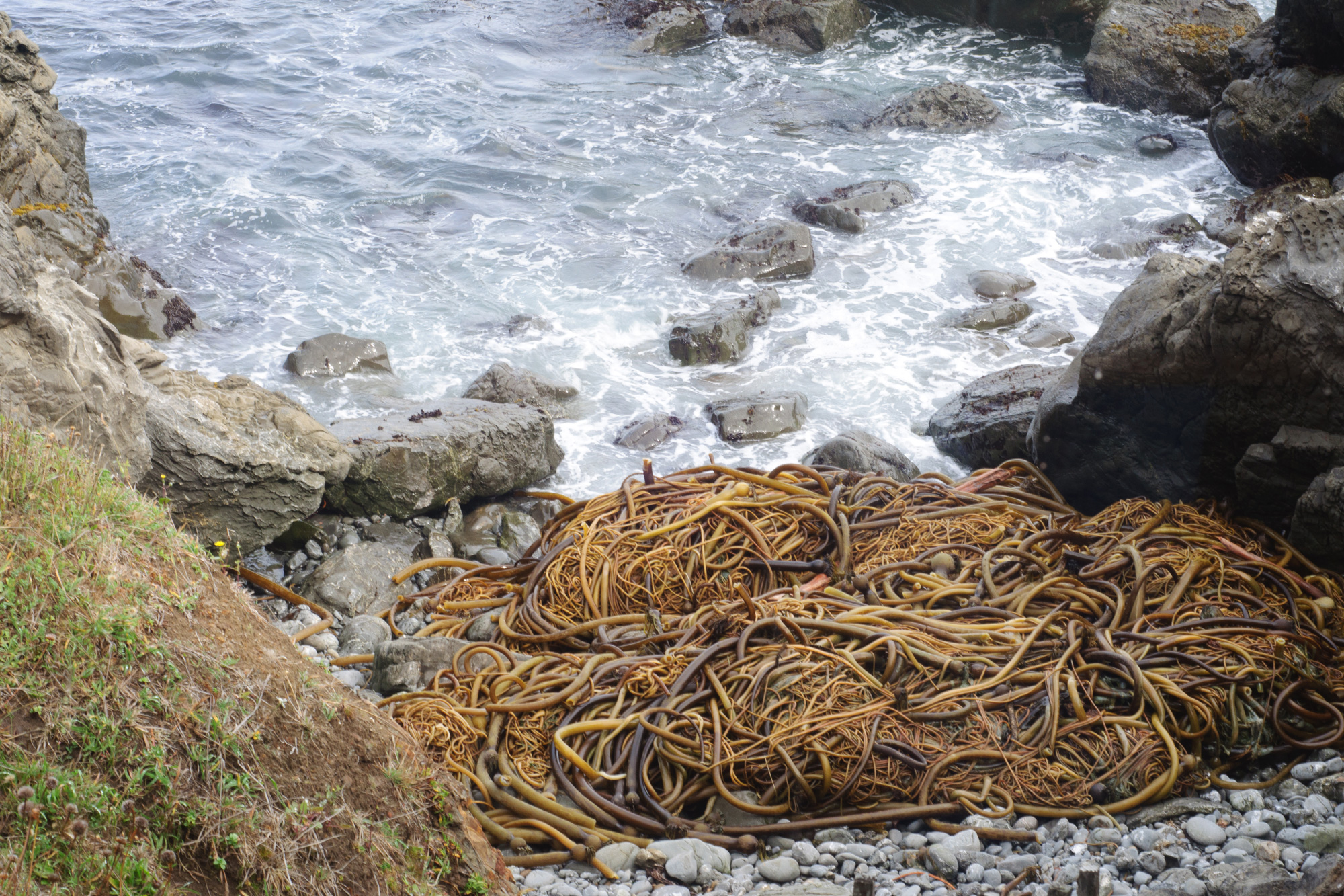 images-and-media-bullwhipkelp-mendocino-2oct2011-demetrimouratis-2000