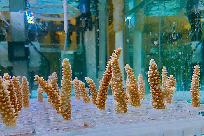 Genetic variants of staghorn coral linked to elevated nutrient and heat stress resistance