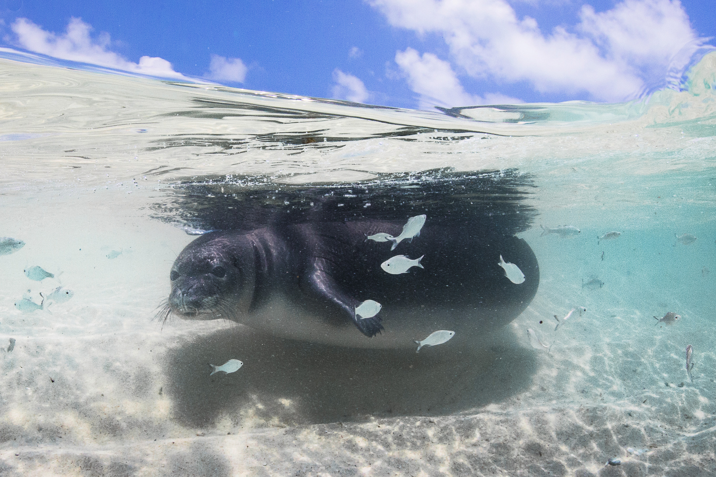 In the face of sea level rise, NOAA helps endangered Hawaiian monk seals find higher ground