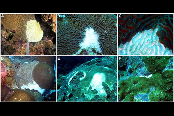 Experts learn from coral disease outbreak
