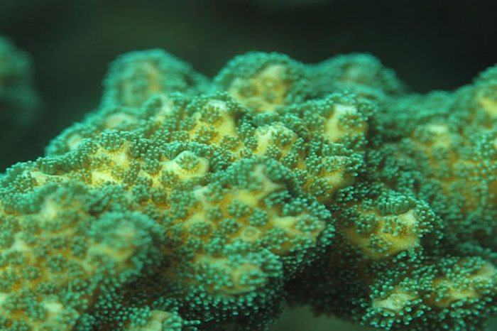 Four decades of coral research lead to an exciting discovery for tropical Pacific corals