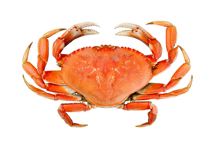 Seasonal ocean forecasts to improve predictions of Dungeness crab catch rates