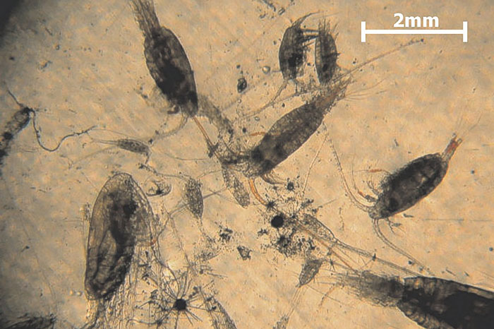 New study highlights the importance of zooplankton representation in Earth System Models