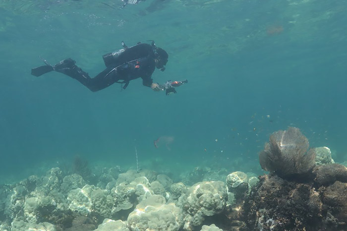 NOAA scientists find Cheeca Rocks reef completely bleached