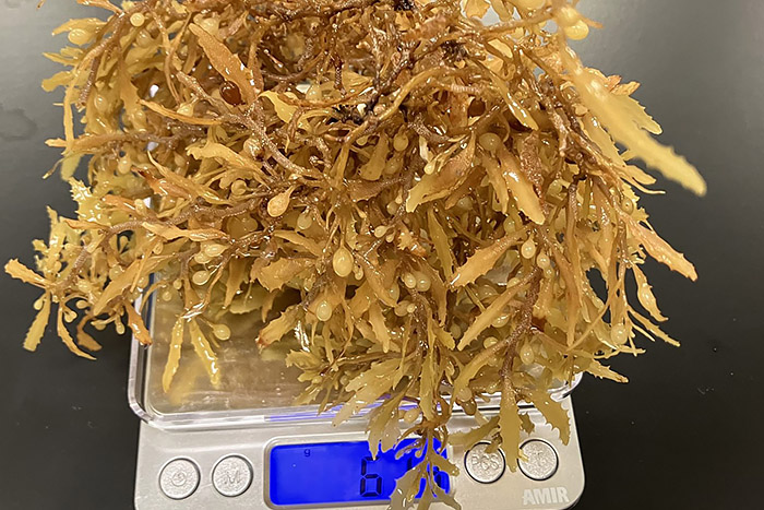 Improving monitoring of coastal inundations of Sargassum with wind and citizen science data