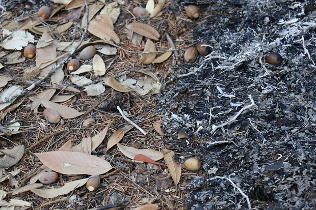 Photo of the forest floor littered with acorns, with burned ground on the right