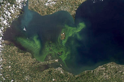 Stay out of the scum, warns NOAA's latest bulletin on Lake Erie's Harmful Algal Bloom