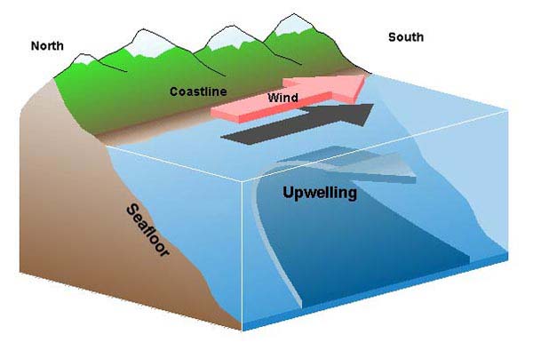 Graphic depicting upwelling process
