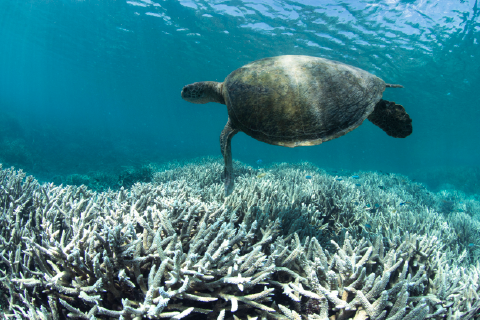 Will the Great Barrier Reef recover?