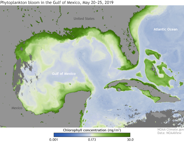 Chlorophyll Charts Noaa