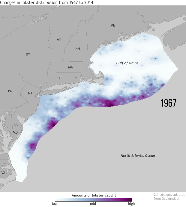 Lobster catch distribution 1967-2014