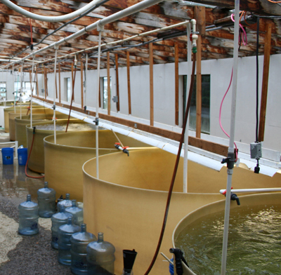 Photo of water-filled vats at Whiskey Creek Hatchery