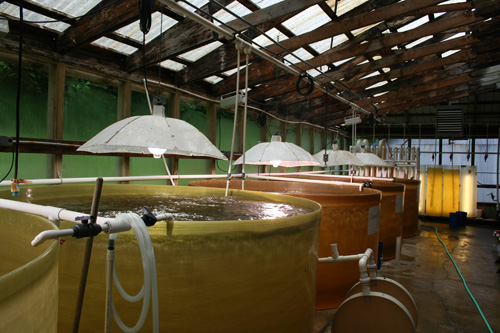 Photo of vats filled with water in Whiskey Creek Hatchery