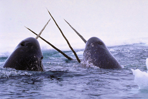 The Narwhal's Tale: Surviving Sea Ice Change