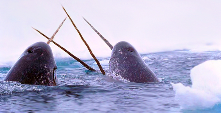 Photo of narwhals breaching the surface