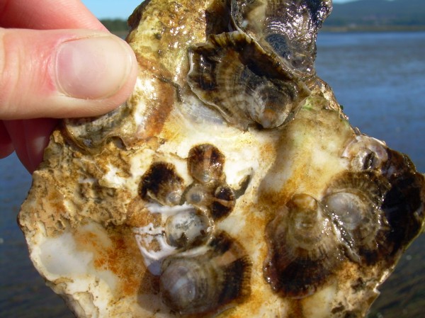 Photo of oyster larvae attaching to shell 
