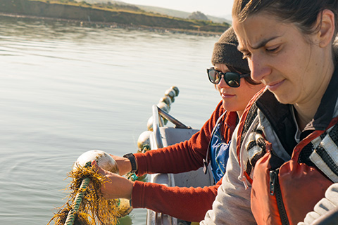 At a California oyster hatchery, farming native seaweed improved water quality