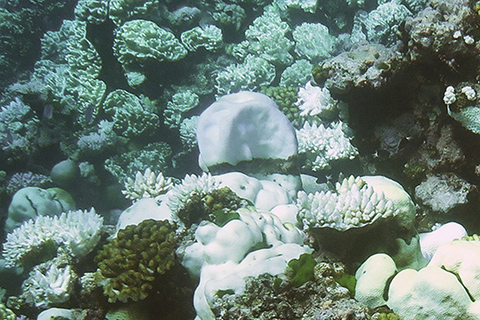 Unprecedented 3 years of global coral bleaching, 2014-2017