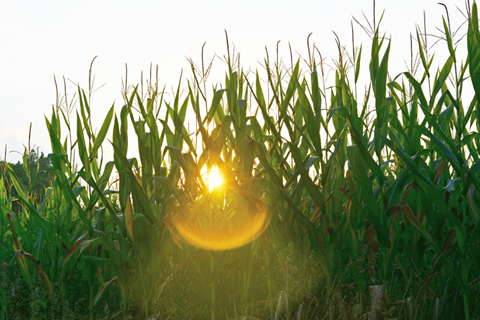 Increasing corn crop value