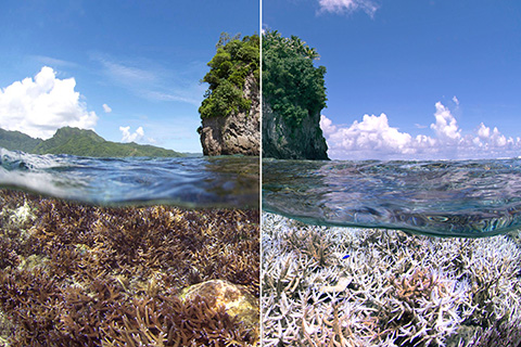 Survey photos reveal damage of this year's global coral bleaching event
