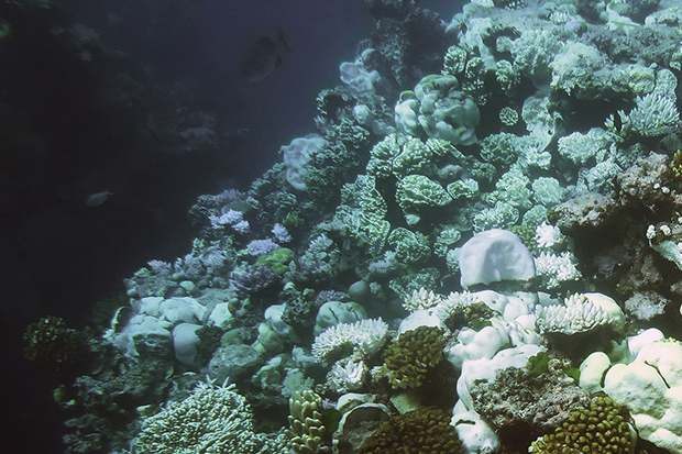 Great Barrier Reef suffers through record-breaking bleaching event
