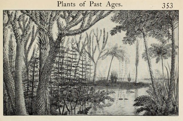 Scan of a drawing in an old book, showing an artists conception of a Carboniferous Period swamp