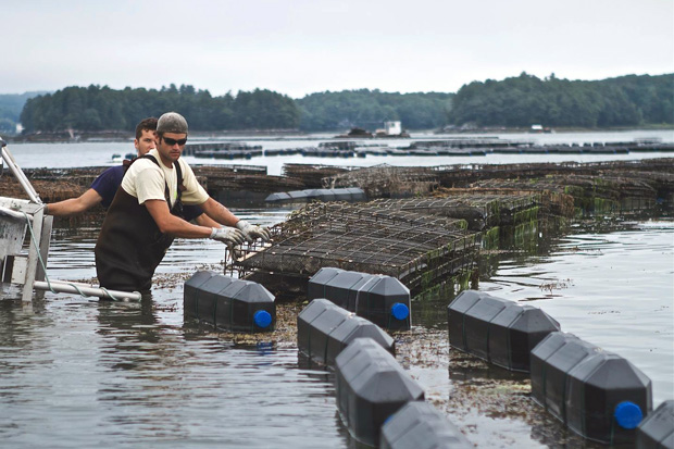 New tool helps oyster growers prepare for changing ocean chemistry