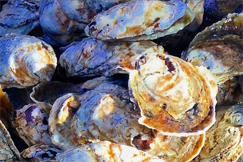 Scientists and oyster growers are working together to understand ocean acidification