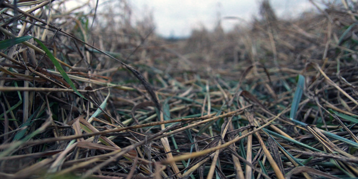 Close-up view of flattened rye