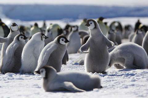 ENSO and… Antarctica!  And penguins! 