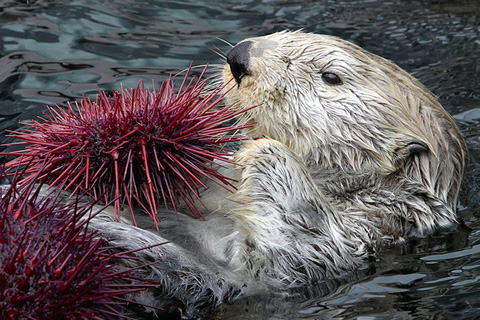 Caring for sea otters offers climate bonus 