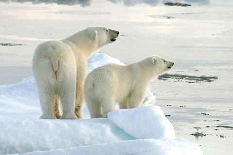 Polar bear fortunes vary across the Arctic