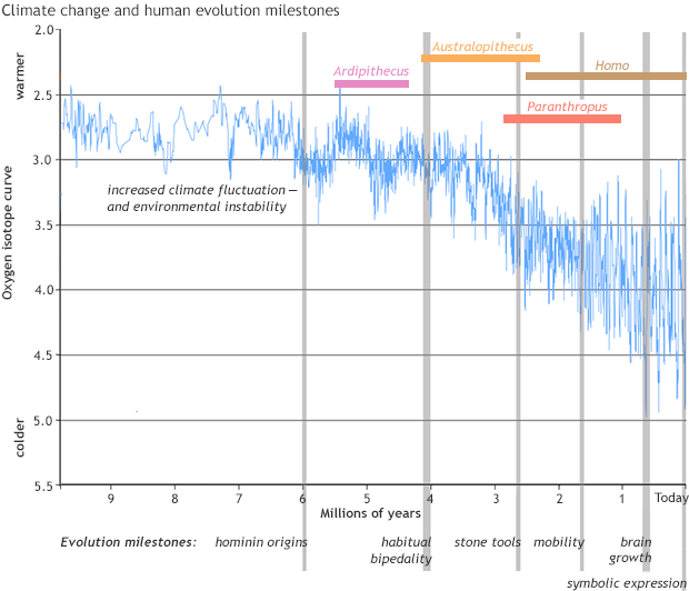 Human Evolution Chart Species