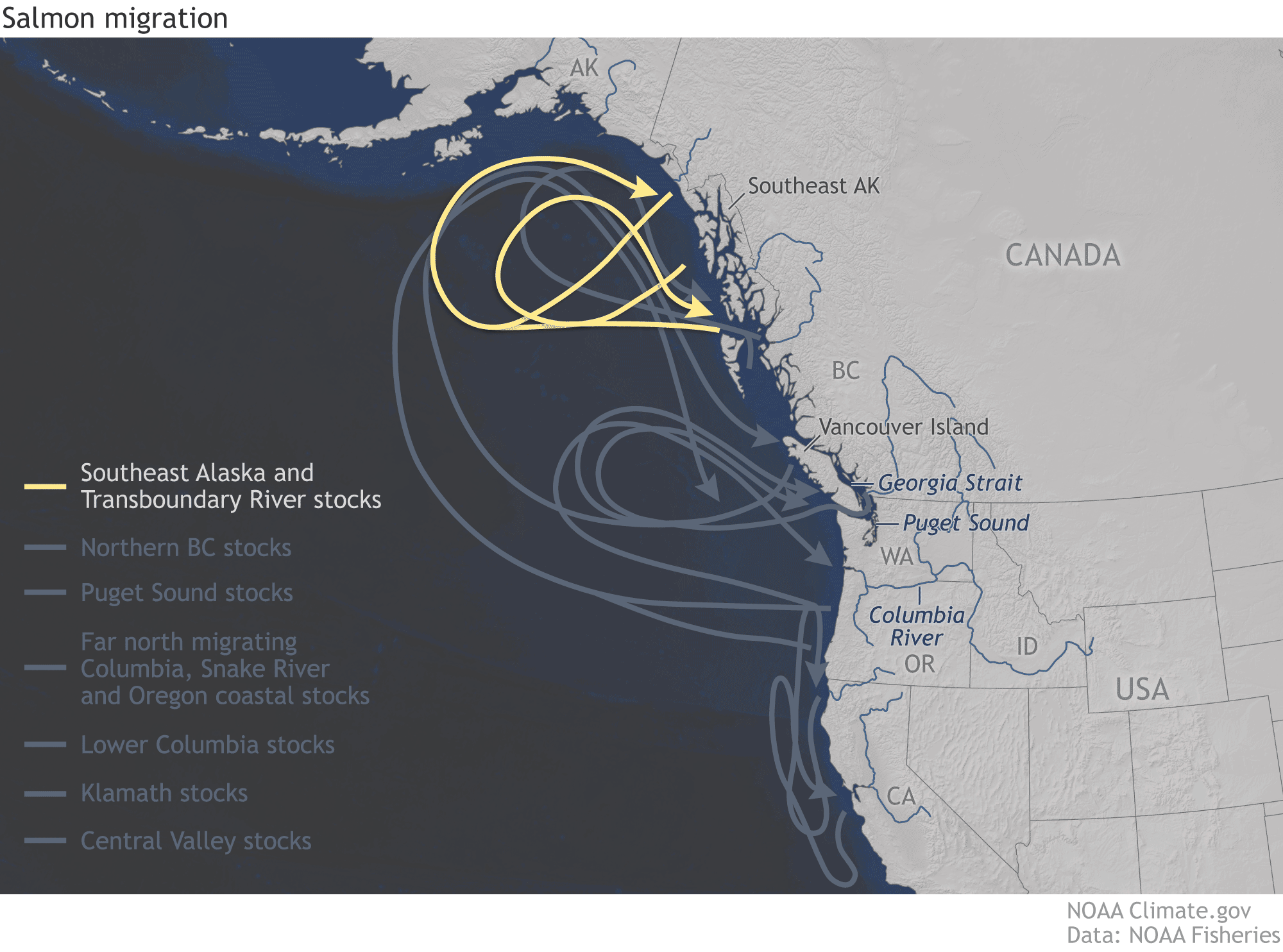 Map of the West Coast to Alaska showing different colored lines representing different salmon migration patterns