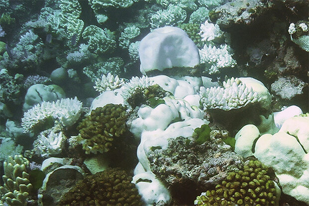 doel vervolgens Smash Unprecedented 3 years of global coral bleaching, 2014–2017 | NOAA  Climate.gov