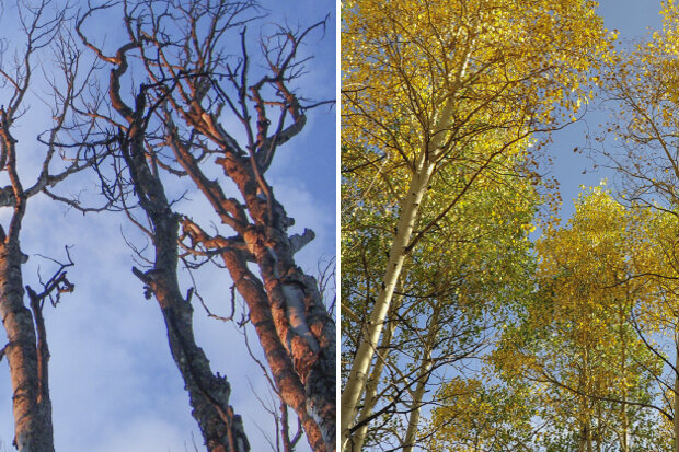 Living and dead aspens