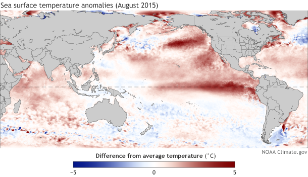 Global map of difference from average sea surface temperature in August 2015 showing extreme warmth across tropical Pacific
