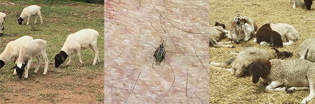 Image of sheep in Ruiru, near Nairobi, Kenya and a mosquito to illustrate a breakout of Rift Valley Fever.