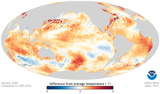 Graphic of January 2020 sea surface temperature departure from the 1981-2020 average