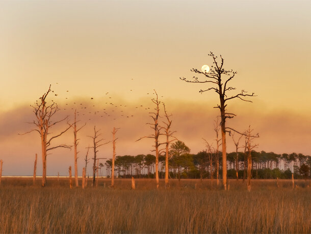 Blackwater National Wildlife Refuge