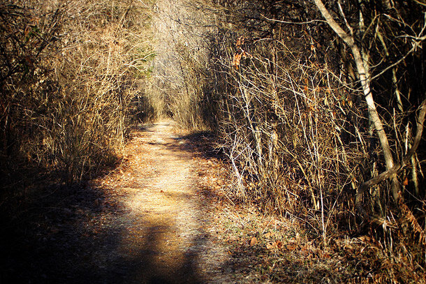 A walking trail through woods 