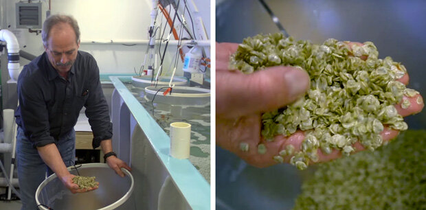 Bill Mook with a handful of tiny oysters