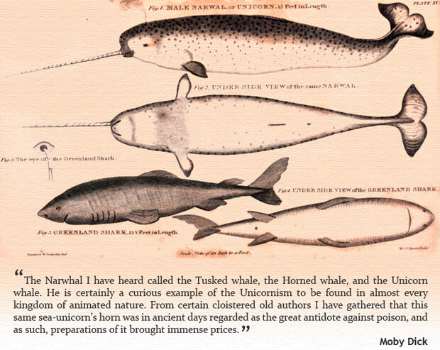 The Narwhal's Tale: Surviving Sea Ice Change | NOAA 
