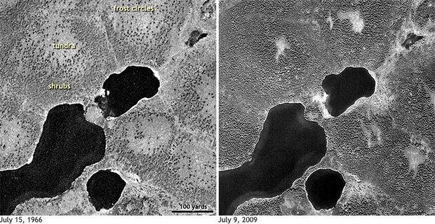 Shrub Takeover One Sign of Arctic Change | NOAA Climate.gov