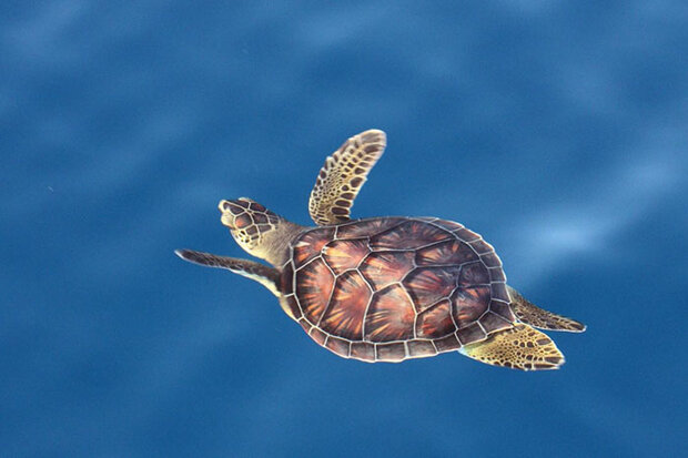 Swimming turtle